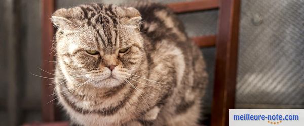 un vieux chat assis sur une chaise