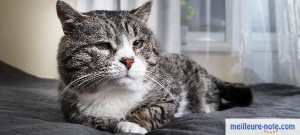 un vieux chat tigré sur le lit