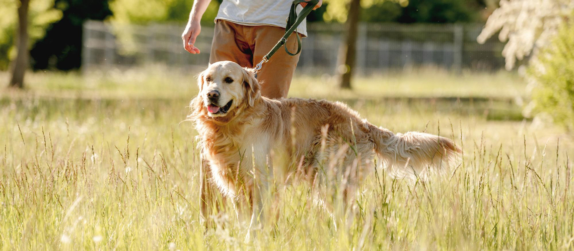 Collier dressage chien