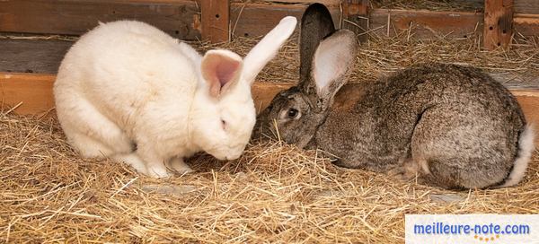 deux lapins géants de Bouscat