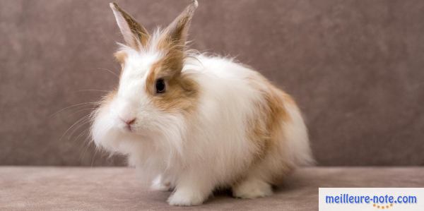 un lapin blanc Angora