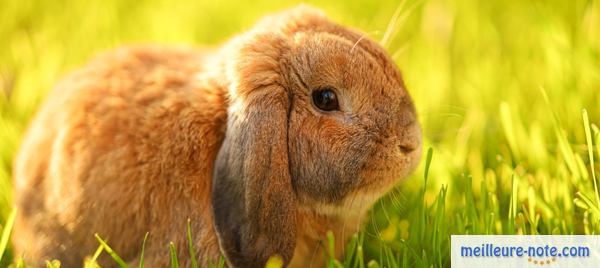 un lapin bélier nain