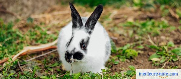 un lapin papillon Anglais