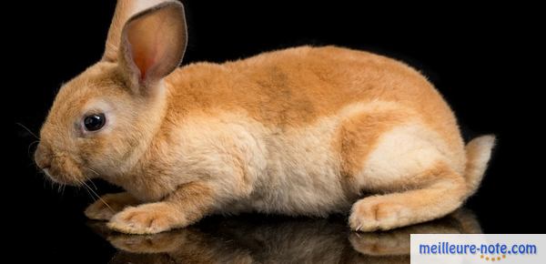 un lapin rex roux