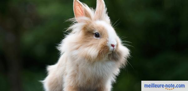 un lapin blanc en tête de lion