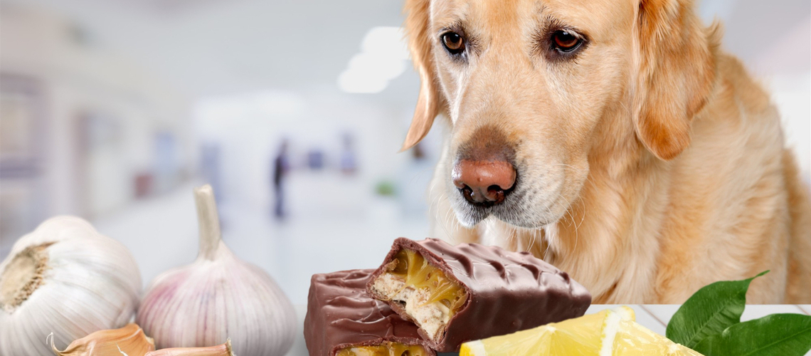 Aliments toxiques pour chien