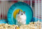 aménagement cage hamster
