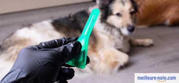 une pipette anti-parasitaire pour chien