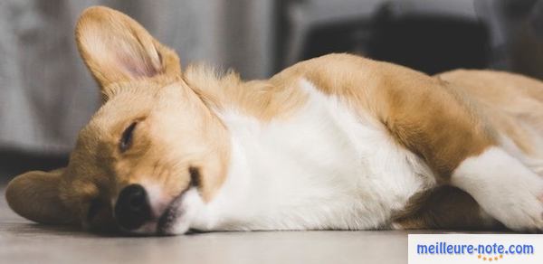 un beau chien qui dort