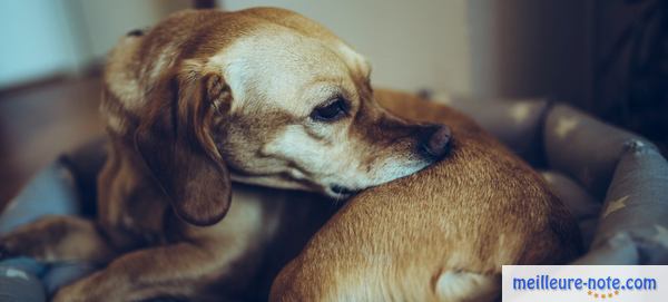 un beau chien marron à l'intérieur