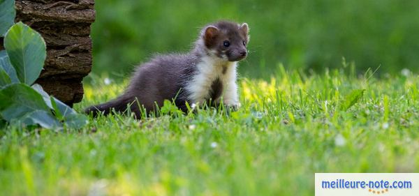 un furet gris est seul