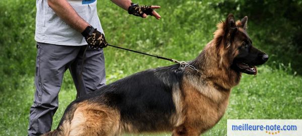 un chien berger avec son maitre