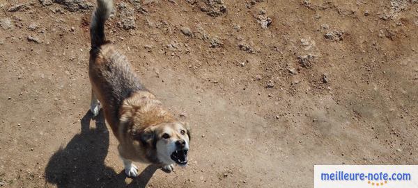 un chien qui aboi à l'extérieur