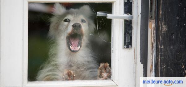 un chien à l'intérieur de la maison qui aboi 