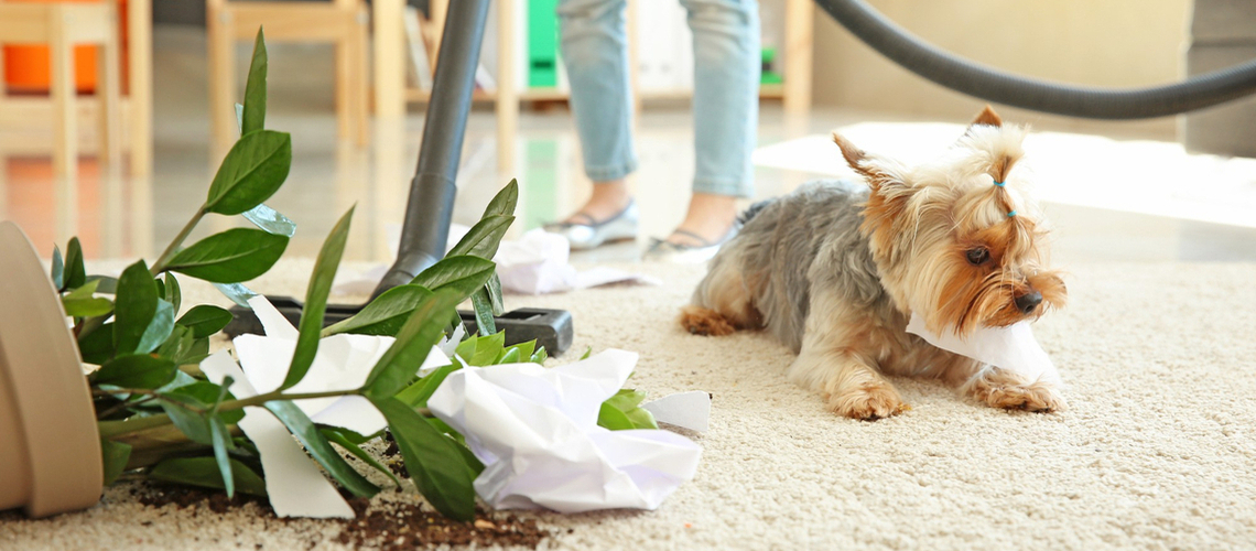 assurance pour chien