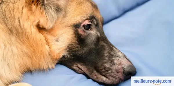 un chien malade qui dort 