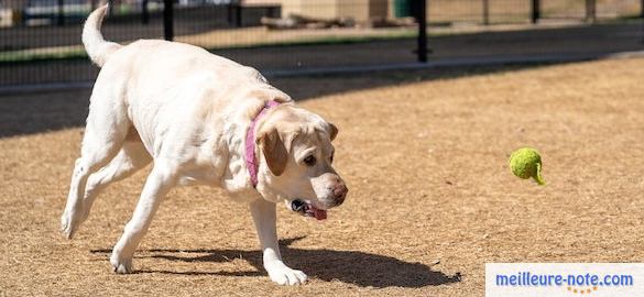 un gros chien blanc qui joue