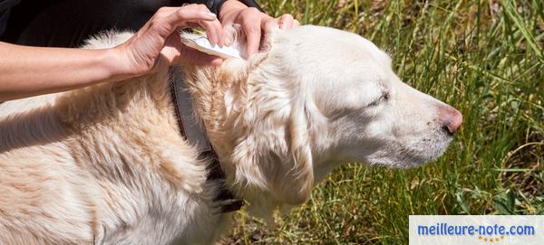 un propriétaire vermifuge son chien