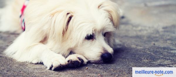 un chien blanc se repose