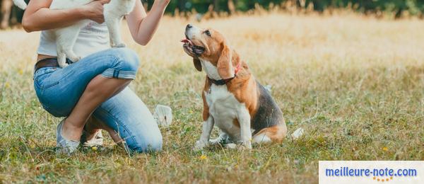 une femme se promène avec son chien