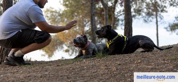 un homme fait couché deux chiens