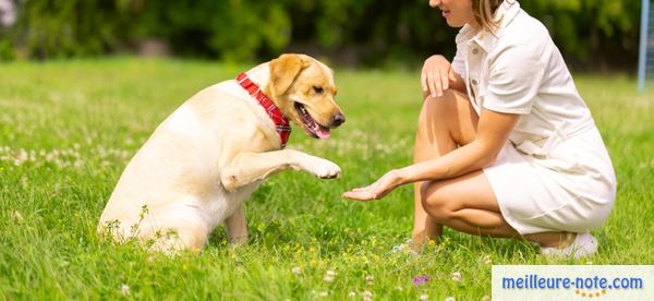 un chien donne sa patte à sa maitresse