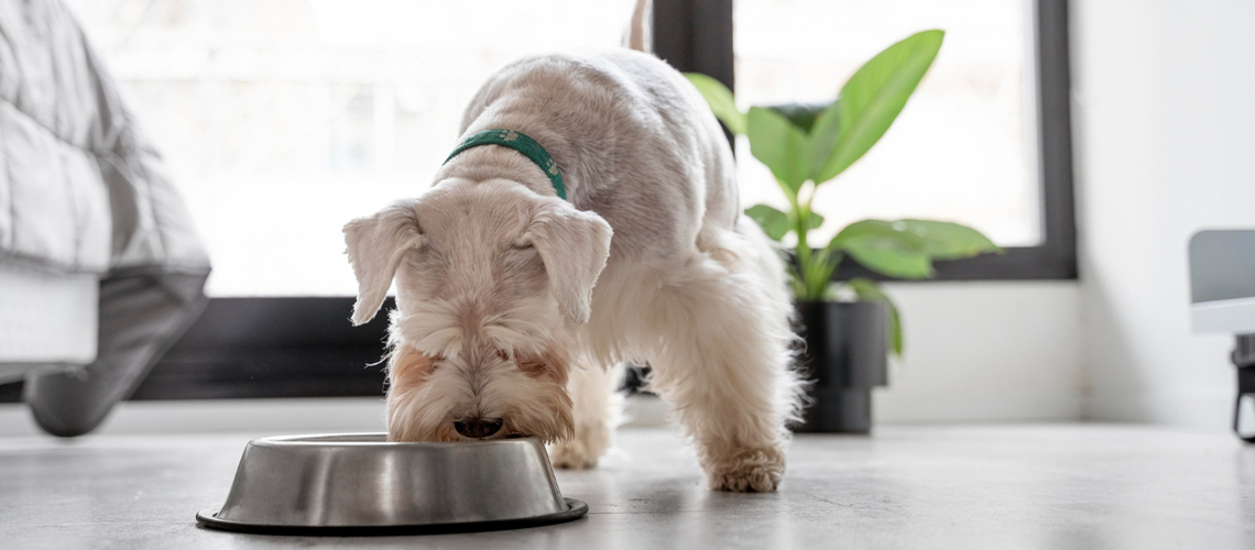 Riz pour chien