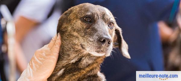 un chien malade au vétérinaire