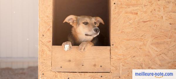 un chien dans un niche à l'extérieur