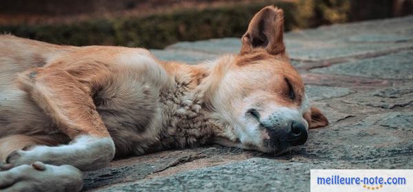 un chien malade qui dort