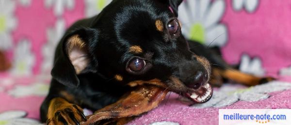 un chien noir mange une friandise