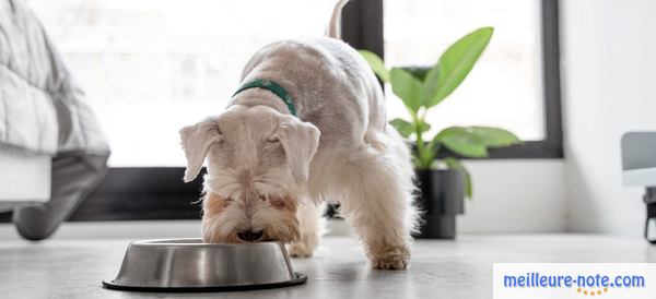 un chien blanc mange de sa gamelle