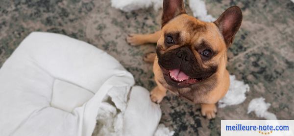 un chien griffe un coussin