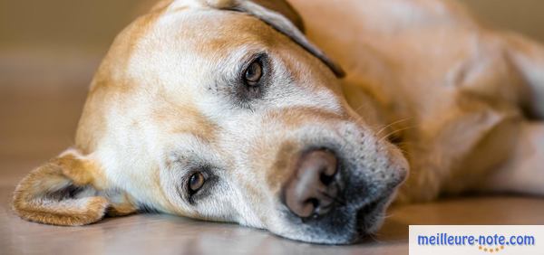 un chien triste se repose