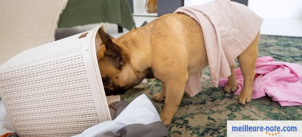 un chien qui fouille le bac à linge