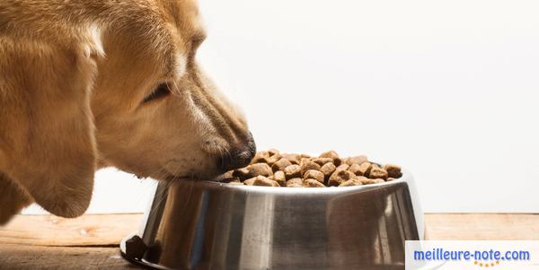 un chien marron mange dans son bol