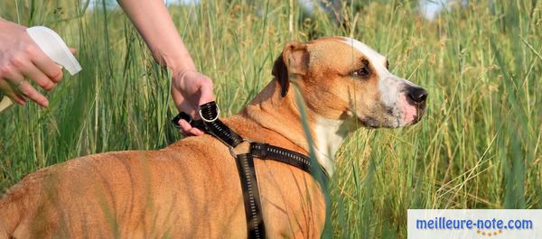 un chien marron avec son propriétaire