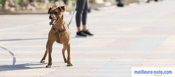 un chien marron dans la rue