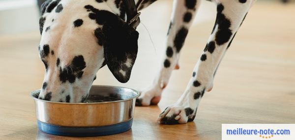 un beau chien noir et blanc mange dans sa gamelle