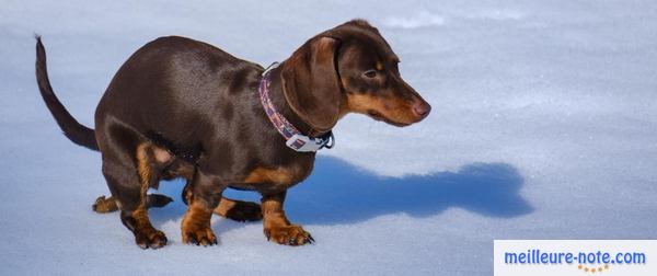 un chien noir et marron qui fait son besoin