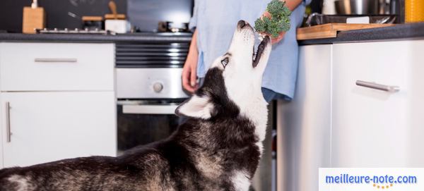 une femme donne du brocoli à son chien