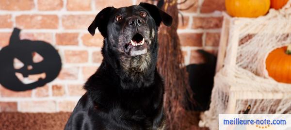 un chien noir qui aboi à l'intérieur