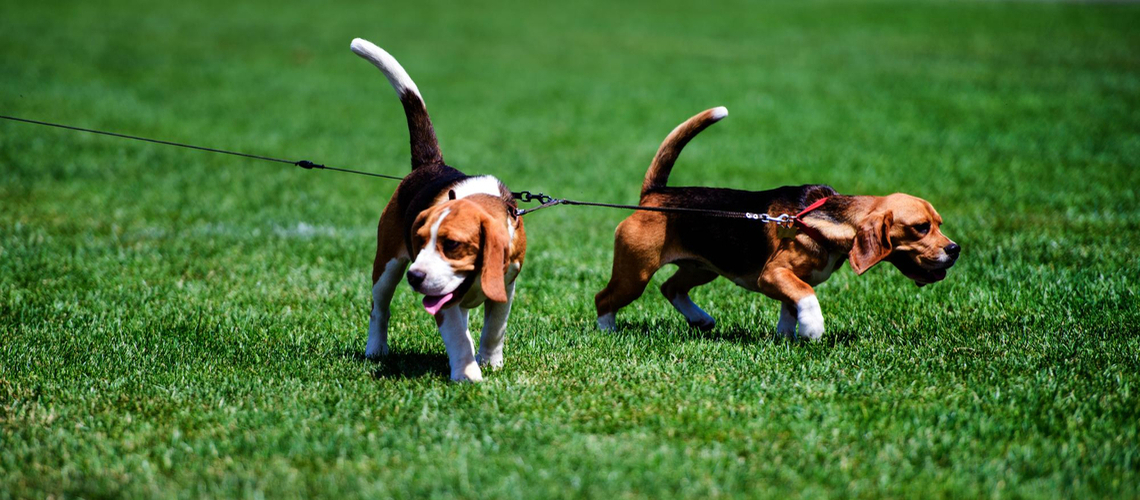 Chien tire en laisse