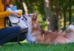 Récompenses pour chien