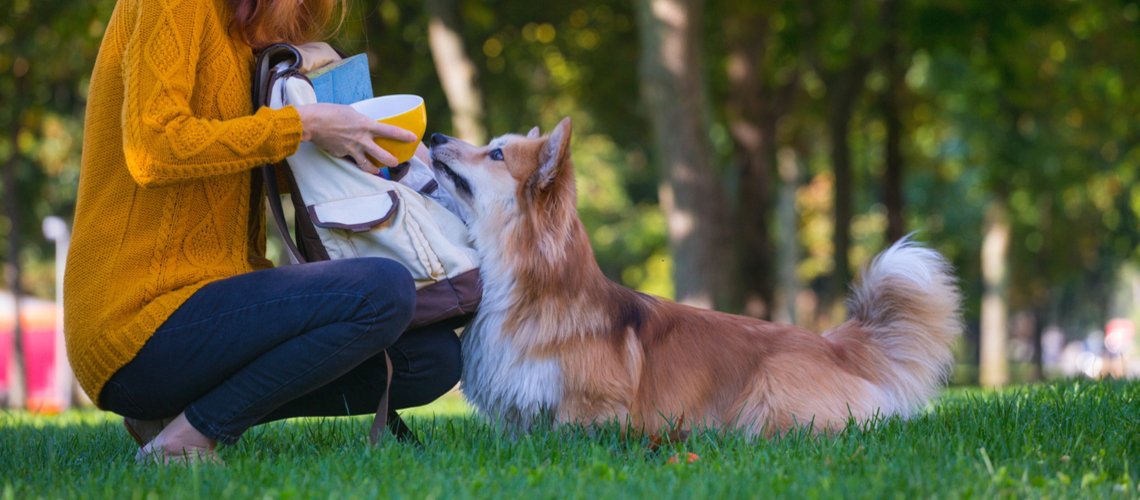 Récompenses pour chien
