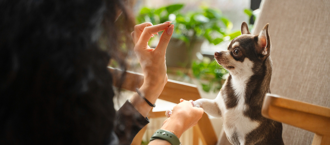 Chien récompense