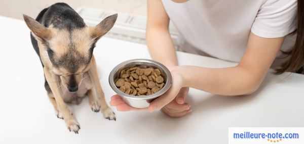 un chien refuse sa nourriture 