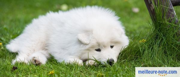 un chien blanc repose dans le jardin