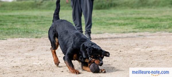 un maitre dresse son chien