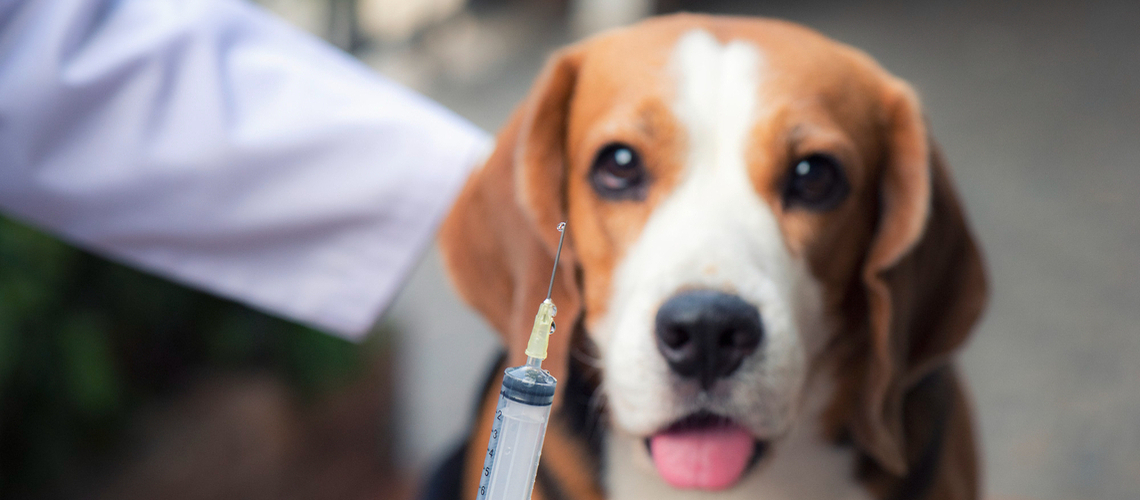 vaccins obligatoires pour chien